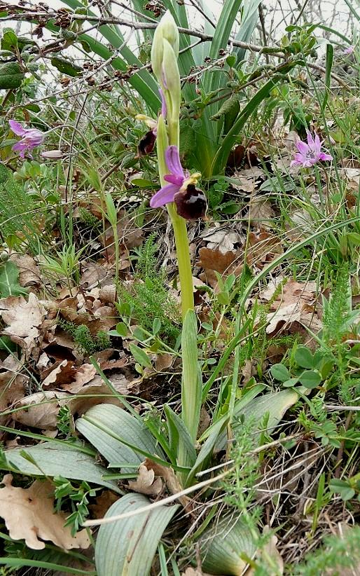 Ophrys biscutella